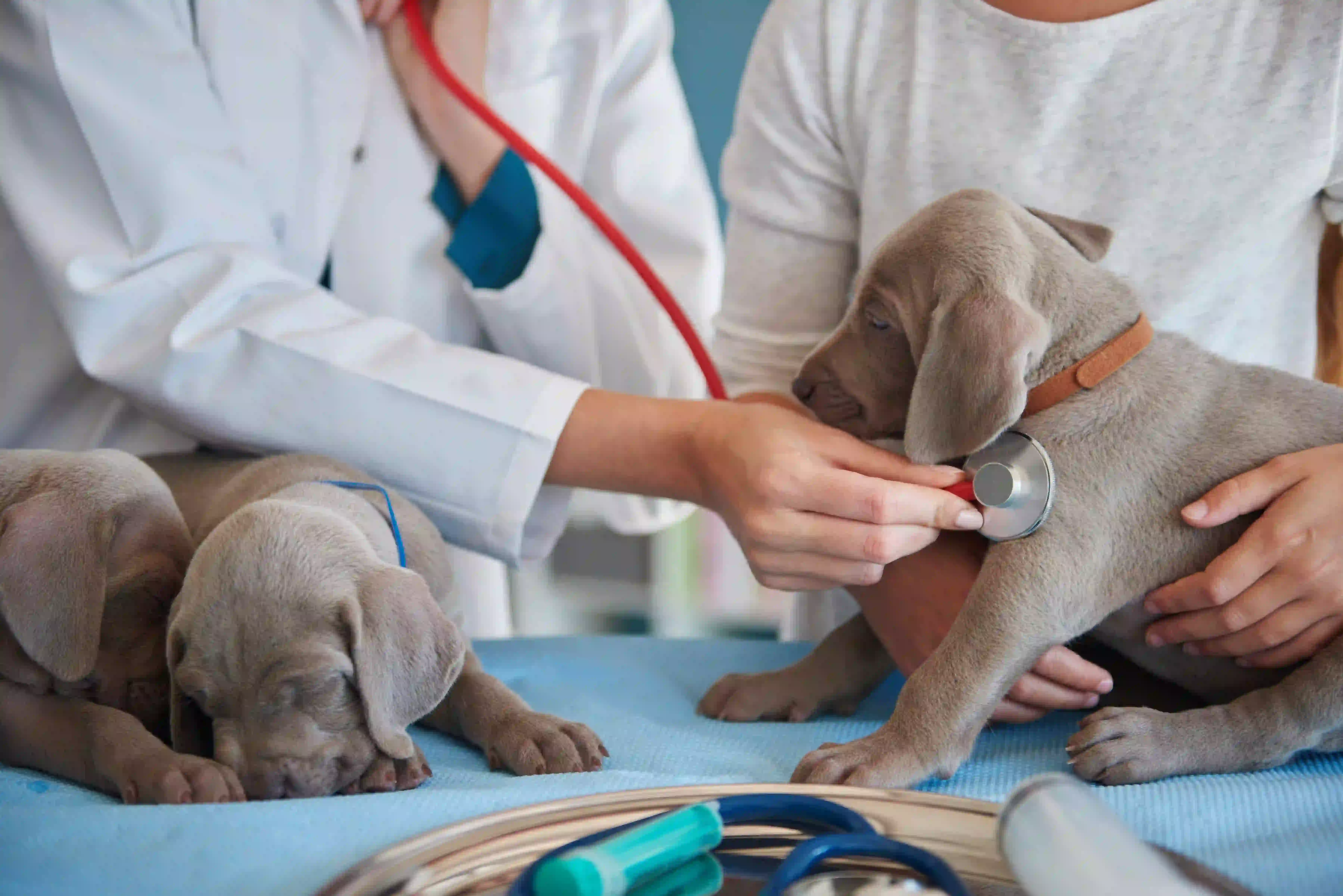 Veterinary and pet business approval in Dubai UAE